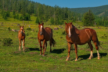 Obraz premium Russia. mountain Altai. Peacefully grazing horses with foals in the valley of the Yabogan river.