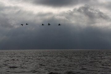 Zugvögel über dem Meer