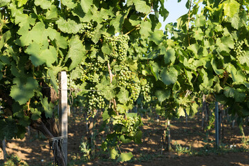 Vineyard plantation in summer. Green growing vine formed by bushes.