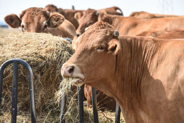 agriculture elevage vache veau foin secheresse