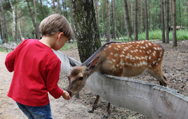 Kinder füttern ein Reh im Dinopark in Germendorf am 11.07.2020.