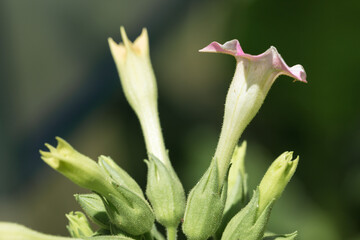 Tobacco big leaf crops growing in tobacco plantation field. Many delicate pink flowers of nicotina plant.
