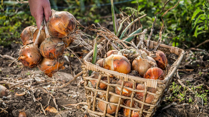 Farmer puts onion bulbs in the basket, harvesting on the bed