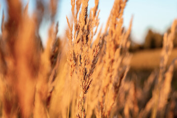 Ears of Golden wheat. Blue sky. Autumn nature.