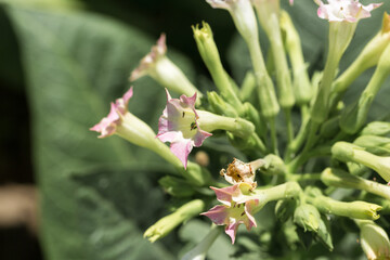 Tobacco big leaf crops growing in tobacco plantation field. Many delicate pink flowers of nicotina plant.