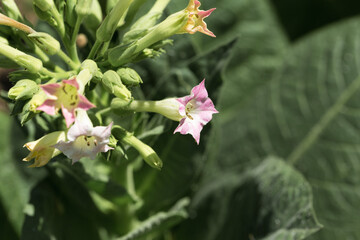 Tobacco big leaf crops growing in tobacco plantation field. Many delicate pink flowers of nicotina plant.