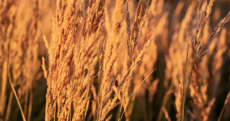 Obraz premium Soft focus background of wheat. Nature.