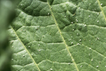 Tobacco big leaf crops growing in tobacco plantation field