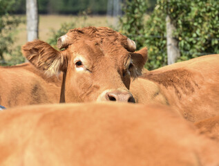 agriculture elevage vache veau foin secheresse