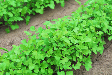 Mustard in the garden bed. Close-up. Background.