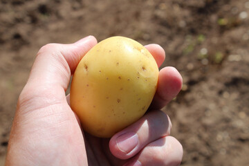 Fresh potatoes in hand. Close-up. Background.