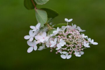 White Hortensia flowers on tree