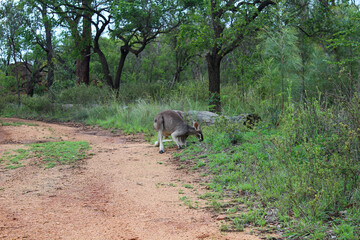 Kangaroos in wilder Natur in Australien 