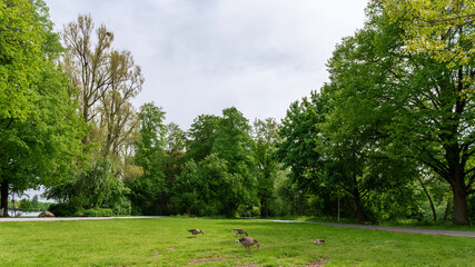 geese grazing on the lawn in the park