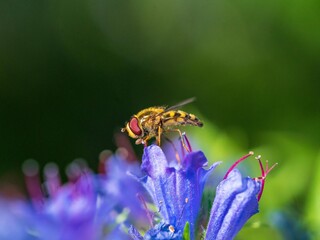 Gemeine Feldschwebfliege (Eupeodes corollae) auf Blauer Natternkopf (Echium vulgare)
