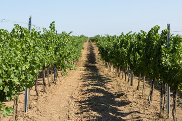 Fototapeta na wymiar Vineyard plantation in summer. Green growing vine formed by bushes.