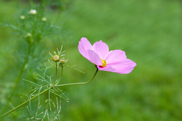 pink flower on green background