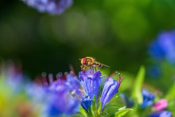 Gemeine Feldschwebfliege (Eupeodes corollae) auf Blauer Natternkopf (Echium vulgare)