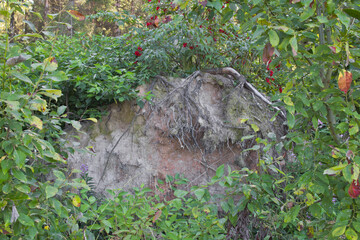 The roots of a tree felled by a storm in a thicket of elderberries