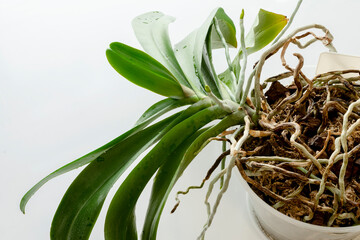 Old orchid plant with very long roots. Diseased roots of plants. Plant must be transplanted.
