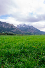 Fototapeta premium A meadow with unblown dandelions against a background of mountains