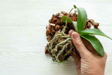 Transplant plants. Transplant orchids. Mini orchid with open root system ready to transplant