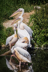 The great white pelican (Pelecanus onocrotalus). The eastern white pelican