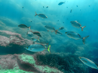 Fototapeta na wymiar Bancs de poissons en mer méditerranée - Schools of fish in the mediterranean sea