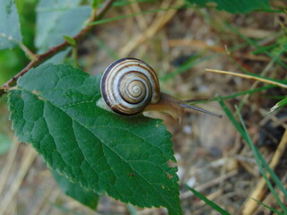 snail on a leaf