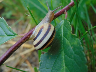 snail on a leaf