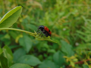 bug on a leaf