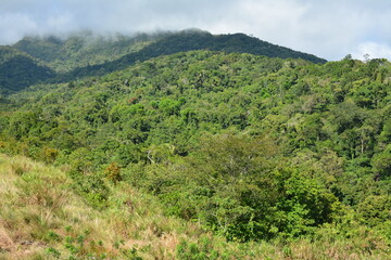 Fototapeta na wymiar Mountain and trees scenic view during daytime