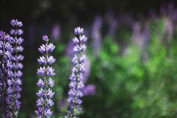 Fototapeta na wymiar Beautiful purple lupin flowers blooms in the field.