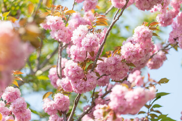 Spring Cherry blossoms, pink flowers. April 2020 in South Korea