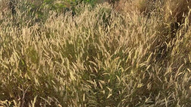 Desho grass flowers field with the wind above