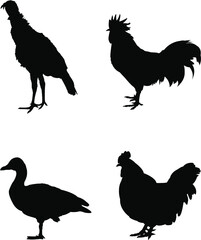 set of vector silhouettes poultry