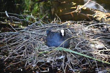 Coot, Eurasian coot or Fulica atra, on nest on a lake, in the park.
