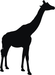 silhouette of giraffe