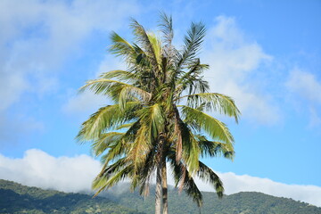 Coconut tree with leaves and fruit