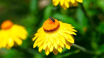 Graue Breitfußschwebfliege (Platycheirus albimanus)