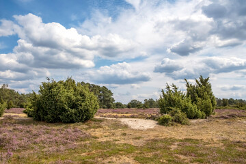 Naturschutzgebiet Buurserzand