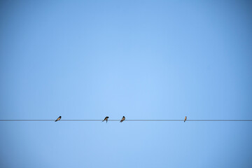 Birds on elecricity wire with blue sky.