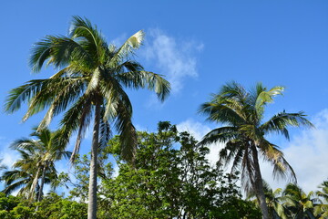 Fototapeta premium Coconut tree with leaves and fruit