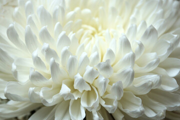 white chrysanthemum flower close up