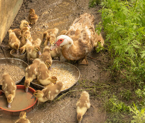 Muscovy duck chickens and their mother eat and drink water