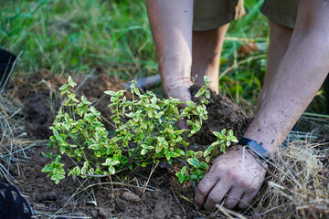 Male hands raking the ground for planting