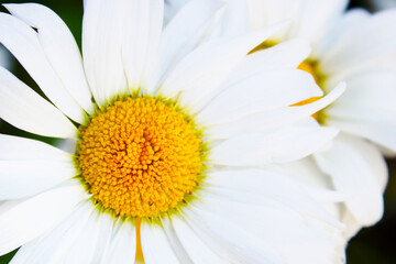 Obraz premium Chamomile flower close up. It is commonly used to make herbal infusions for traditional medicine, and there is some evidence that chamomile has an effect on health