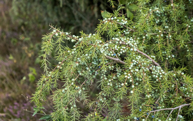 Gemeiner Wacholder (Juniperus communis)