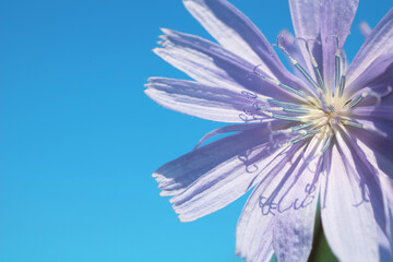 Blue chicory flowers and blue sky as background. Many varieties are cultivated for salad leaves, chicons (blanched buds), or roots, which are baked, ground, and used as a coffee substitute