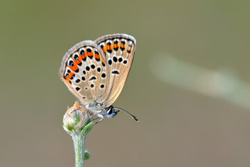 Plebejus is a genus of butterflies in the family Lycaenidae, Greece